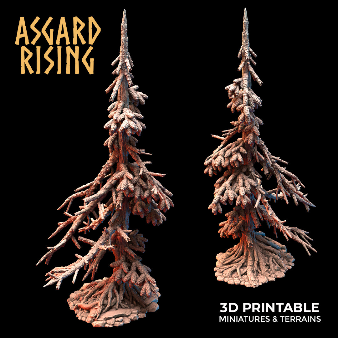 Coniferous Forest - Dry Spruce Trees - Asgard Rising