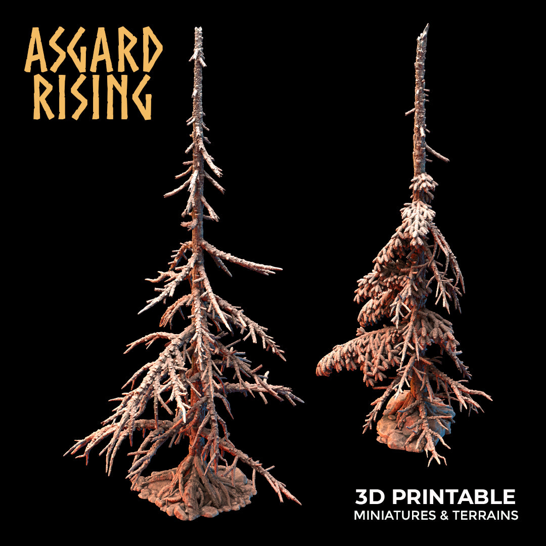 Coniferous Forest - Dry Spruce Trees - Asgard Rising