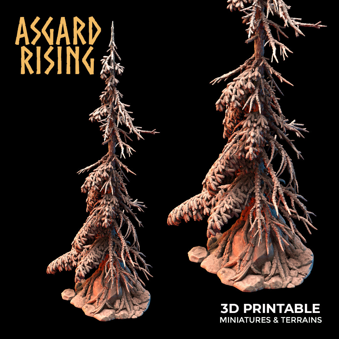 Coniferous Forest - Dry Spruce Trees - Asgard Rising