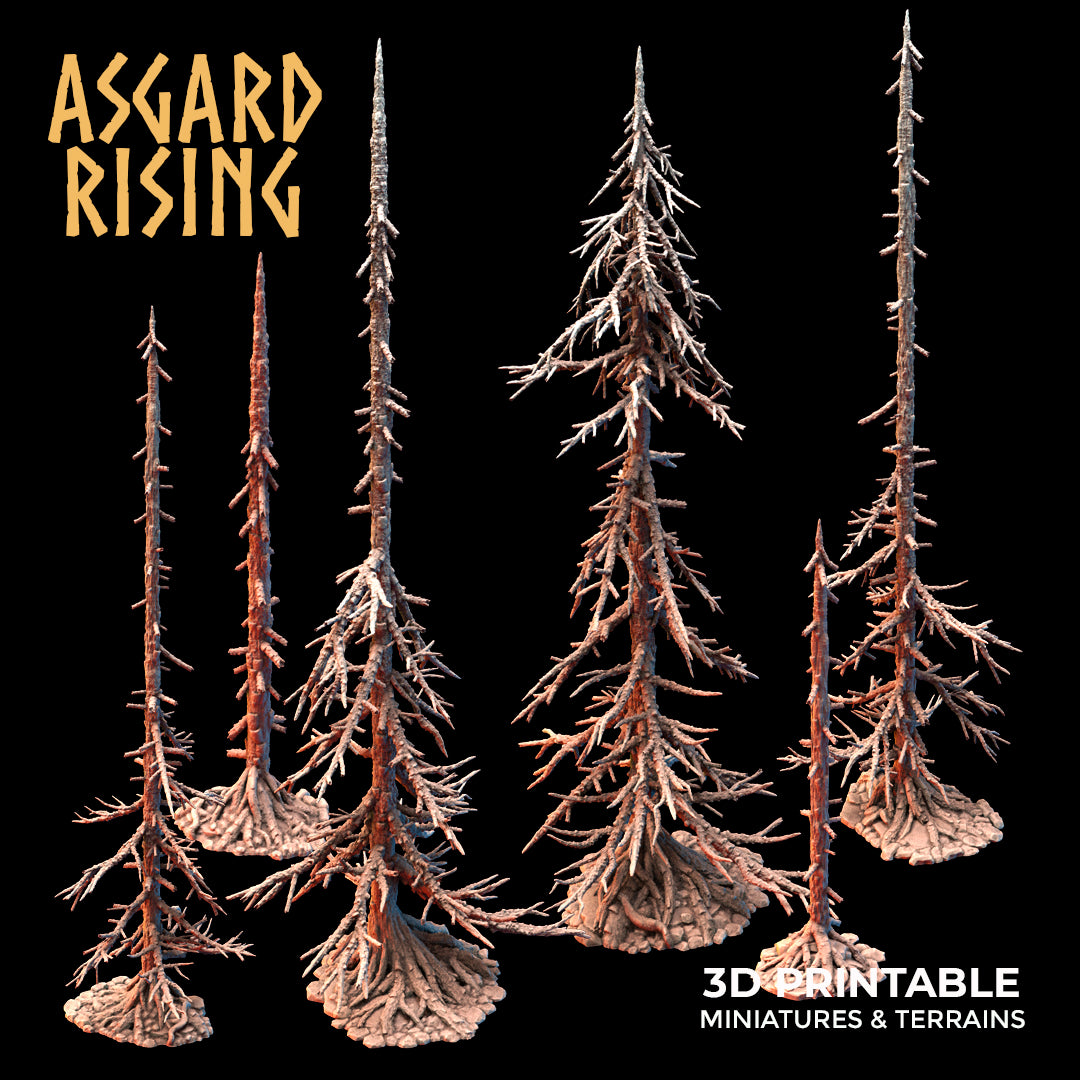 Coniferous Forest - Dry Spruce Trees - Asgard Rising