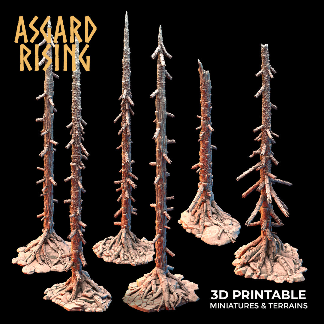 Coniferous Forest - Dry Spruce Trees - Asgard Rising