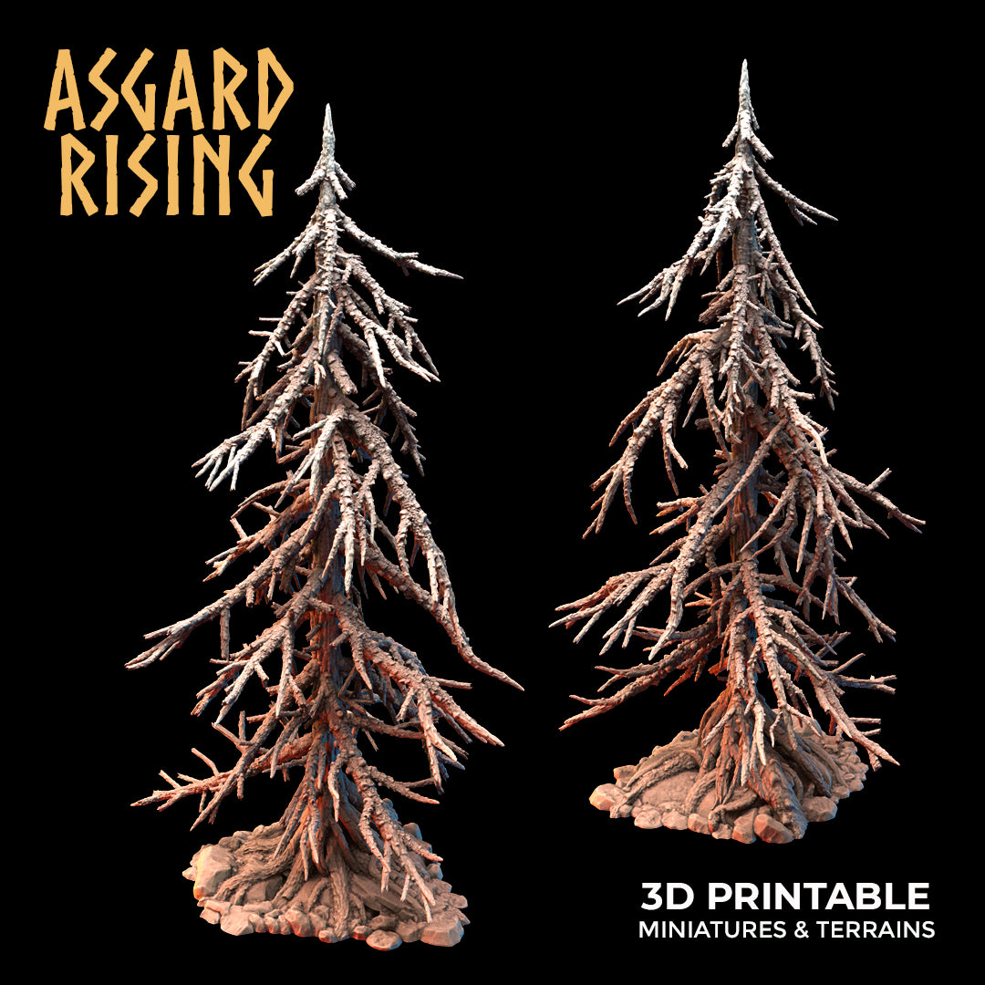 Coniferous Forest - Dry Spruce Trees - Asgard Rising