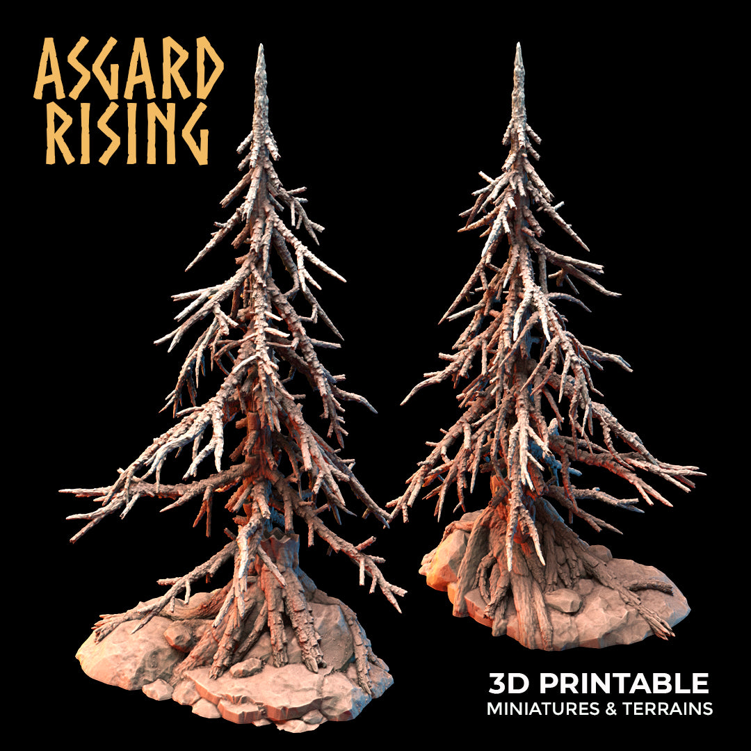 Coniferous Forest - Dry Spruce Trees - Asgard Rising