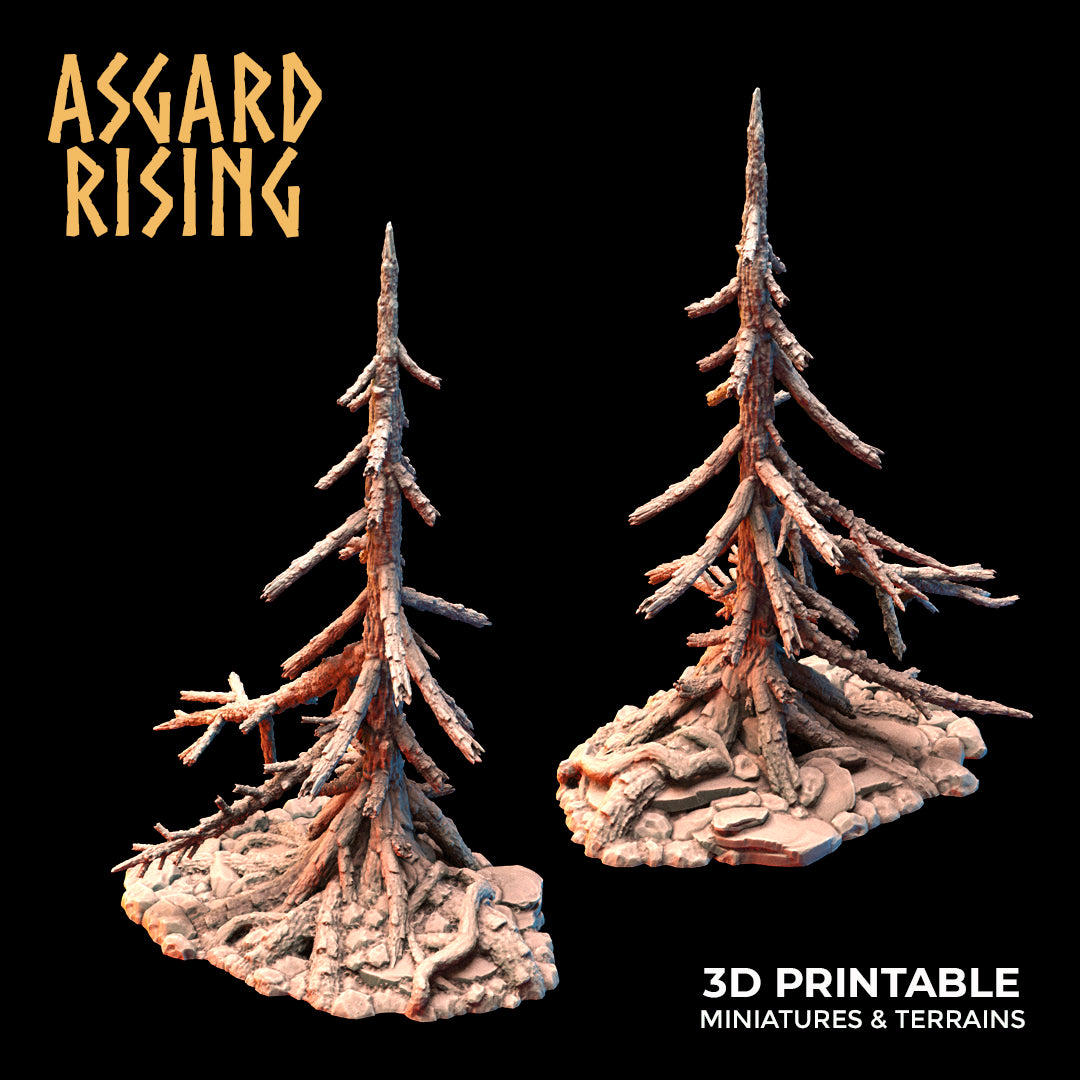 Coniferous Forest - Dry Spruce Trees - Asgard Rising