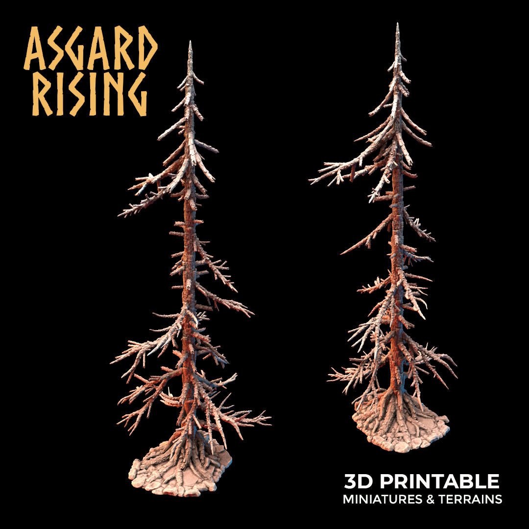 Coniferous Forest - Dry Spruce Trees - Asgard Rising