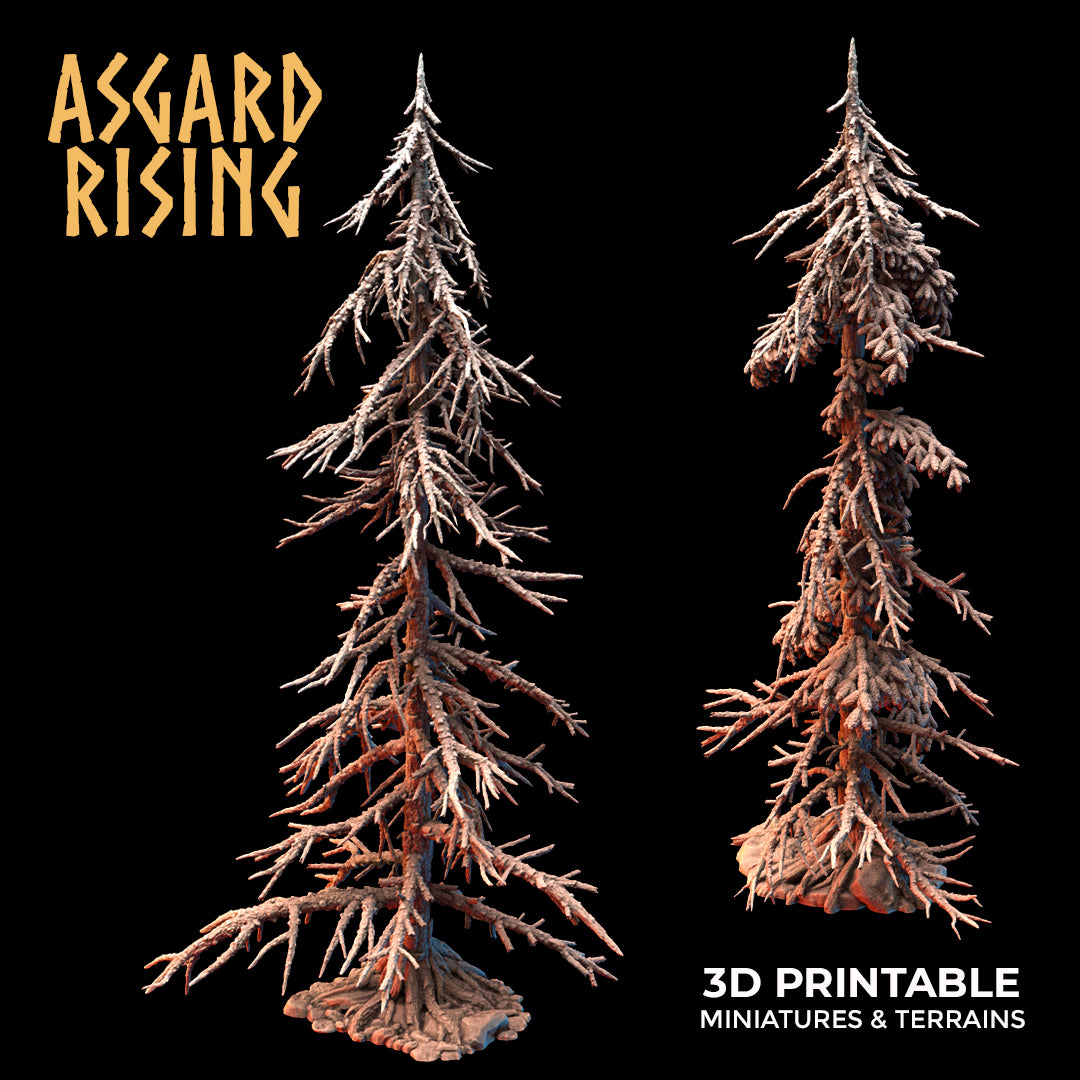 Coniferous Forest - Dry Spruce Trees - Asgard Rising