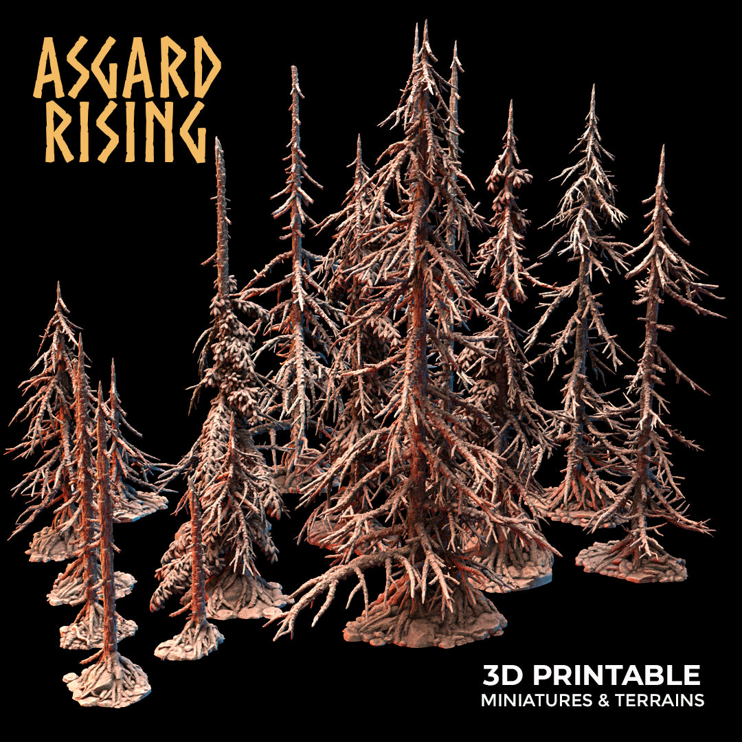 Coniferous Forest - Dry Spruce Trees - Asgard Rising