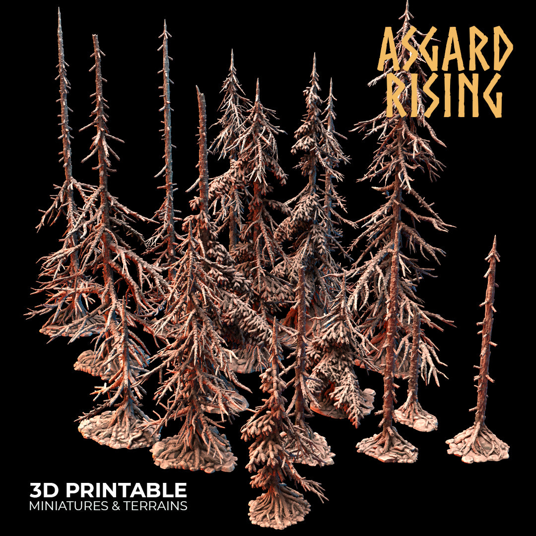 Coniferous Forest - Dry Spruce Trees - Asgard Rising