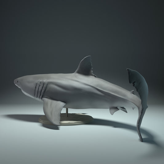 Great White Shark - Animal Den Miniatures