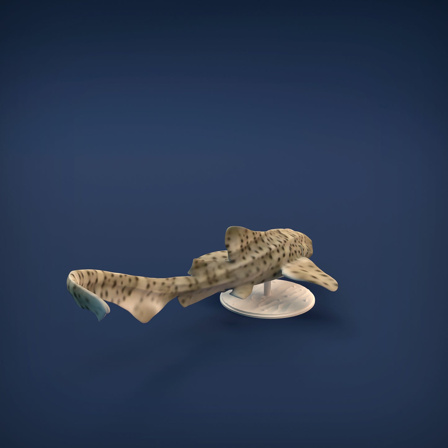 Zebra Shark - Animal Den Miniatures