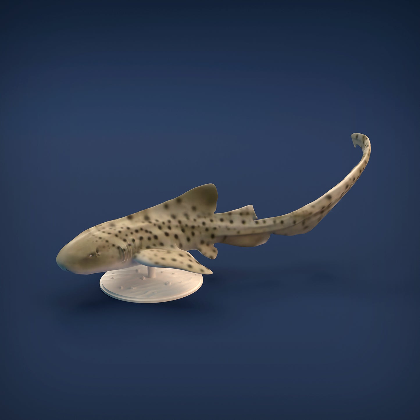 Zebra Shark - Animal Den Miniatures