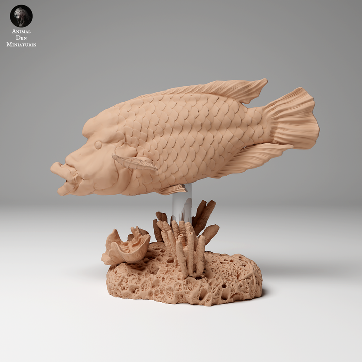 Napoleon or Humphead Wrasse - Animal Den Miniatures