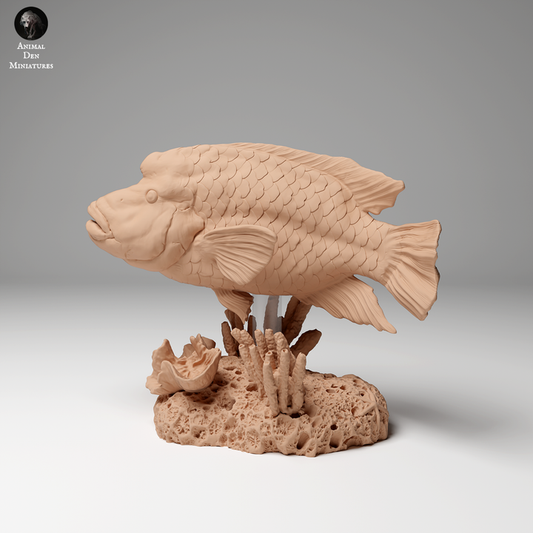 Napoleon or Humphead Wrasse 2 - Animal Den Miniatures