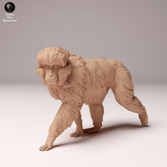 Snow Monkey (Japanese Macaque) - Animal Den Miniatures